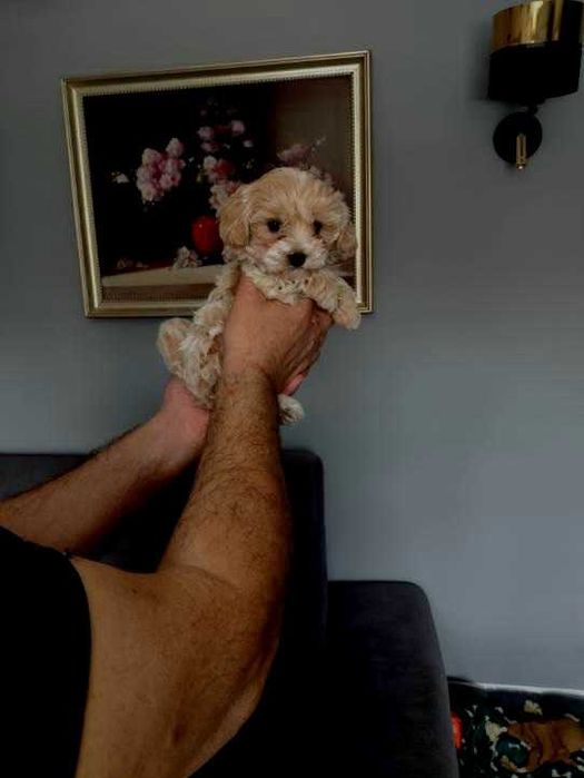 Maltipoo Miniaturka z rodowodem