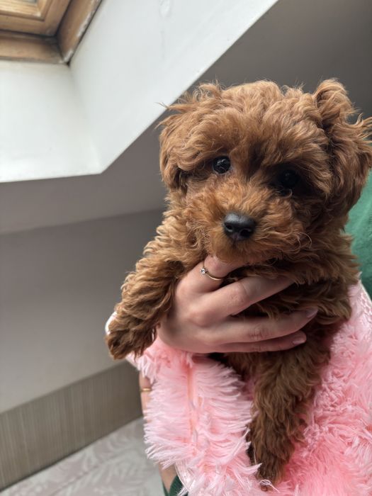 Pudel Toy Red Braun – śliczny piesek