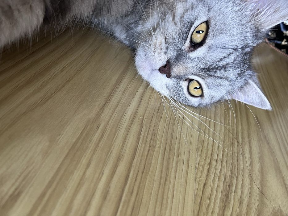 Віддам кота в добрі руки