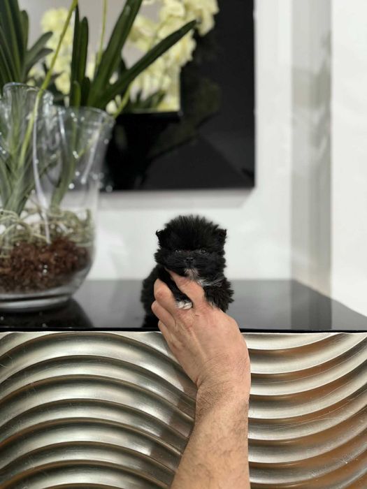 Spitz Alemão Anão/ Lulu da Pomerânia  TEA CUP MACHO PRETO  LOP E AFIXO