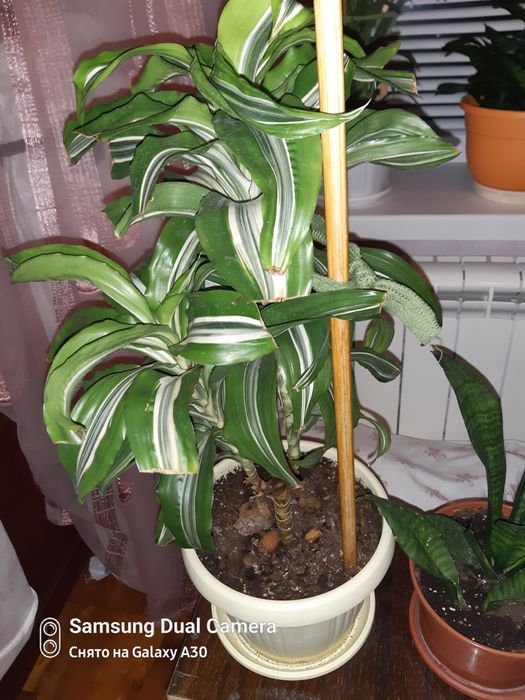 Дроцена ,,лимон лайм,,прикрашає дім або офіс