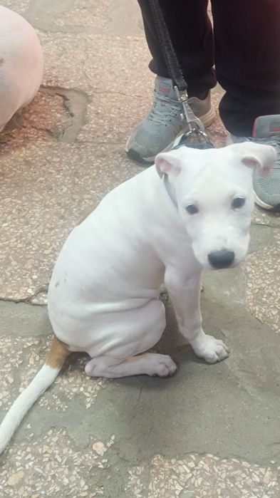 Срочно щенки американского стаффордширского терьера