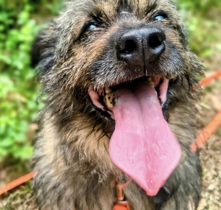 Śliczny mały Boberek do adopcji