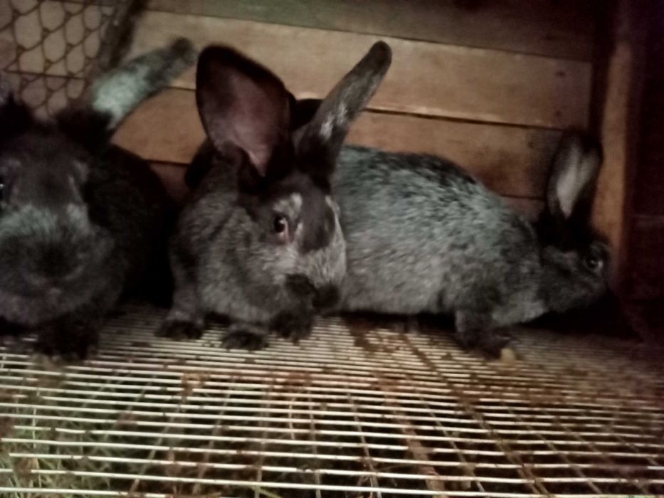 Кітні самиці (Полтавське срібло) самці,  кроленя