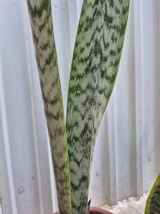 Espada de São Jorge e de Santa Bárbara