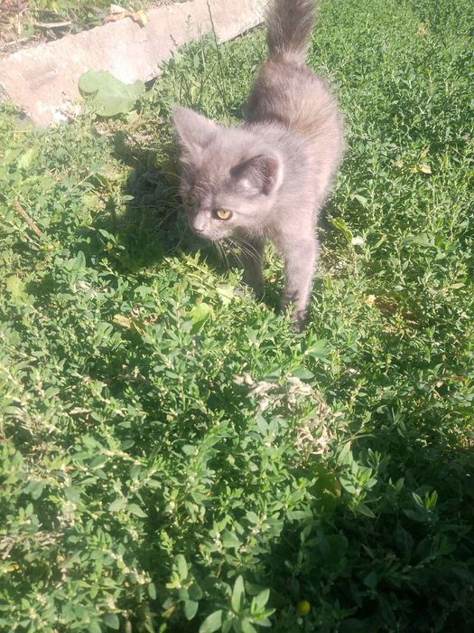 Кошеня, дівчинка, 3 місяці в пошуках господаря і дому