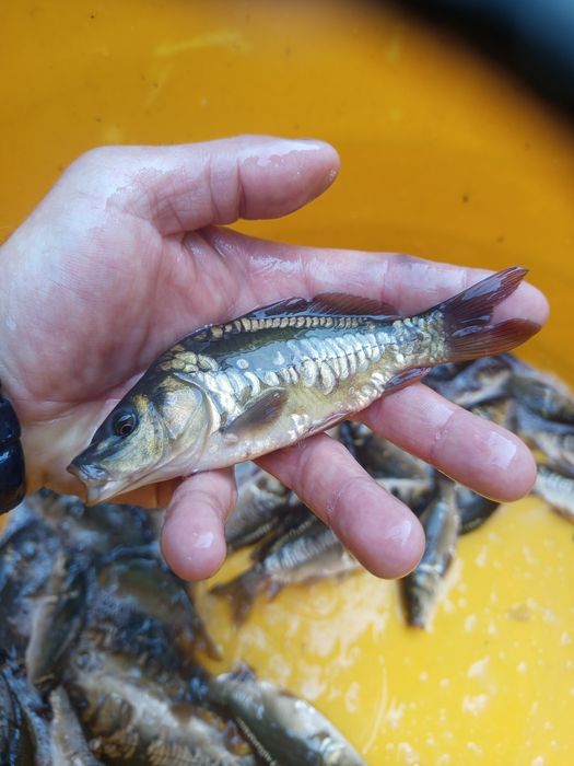 Karp królewski w sprzedaży