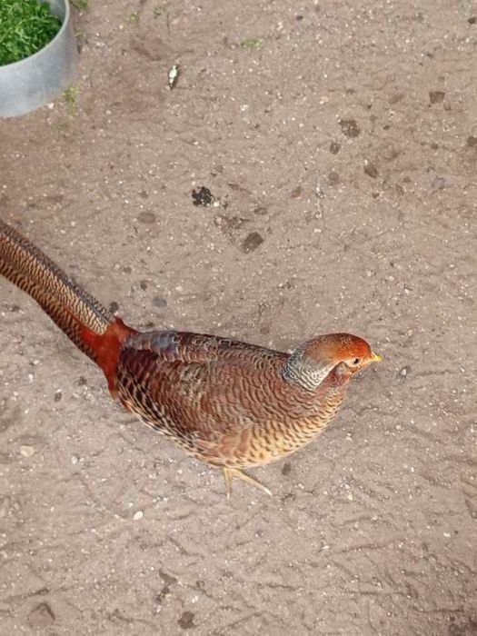 Faisão dourado para mudar de capoeira