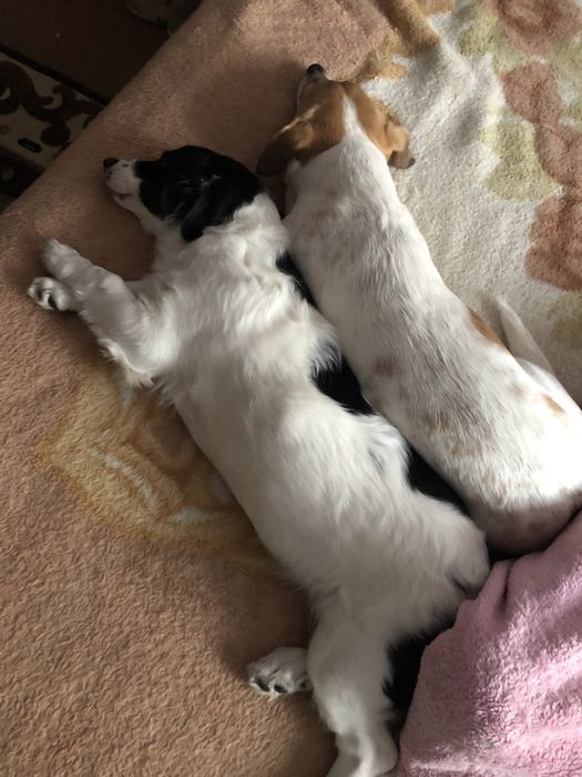 Отдам в хорошие руки