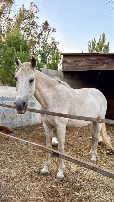 Lote de cavalos : 4 eguas para venda seprarement ou em lote