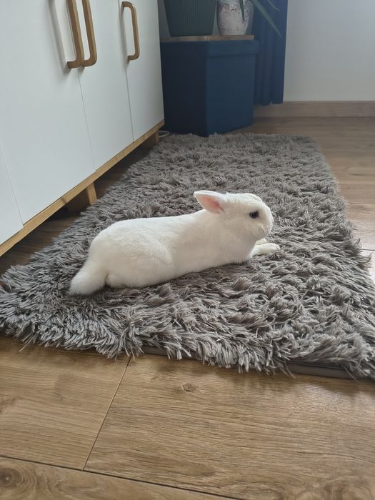 Królik  biały puszysty