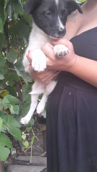 Щенята дівчята 7 шт