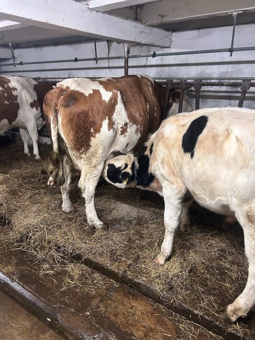 Sprzedam odsadki byczki