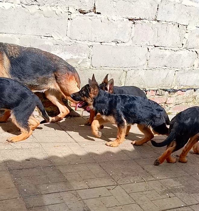 Три роскошные девочки из питомника.