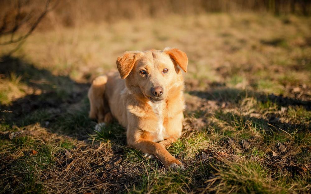 Kiara - nieduża, delikatna biszkoptowa piękność szuka domu!