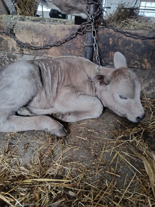 Продам бичка голштиноджерсеї