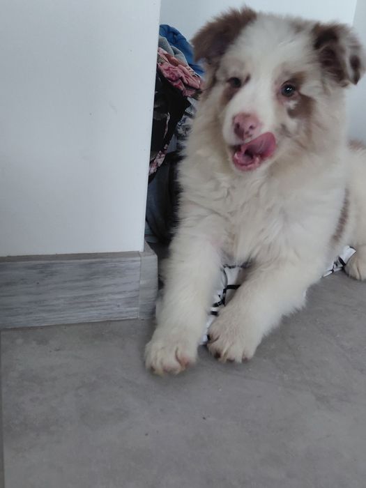 Border collie suczka fci zkwp