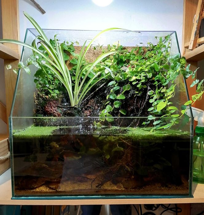 Fantástico Paludário Natural 40cm