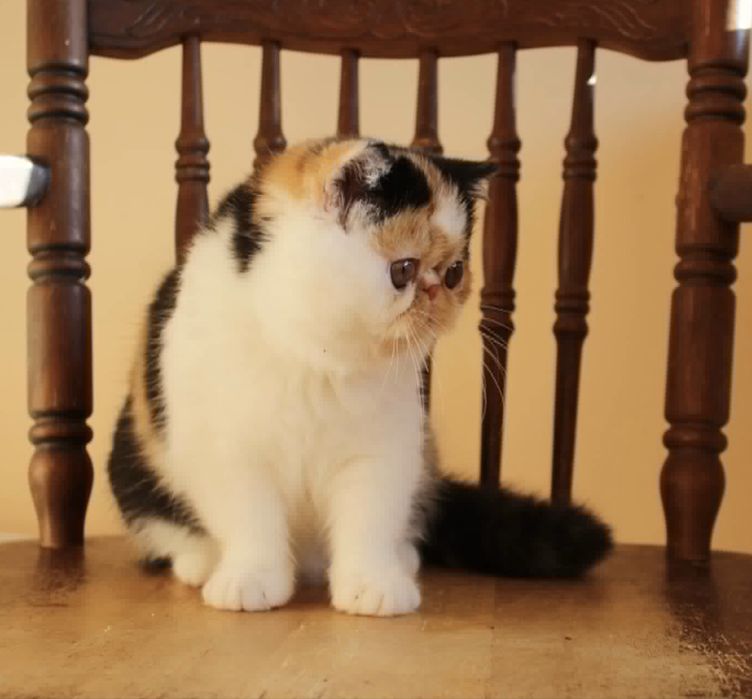 Кошечка порды экзот