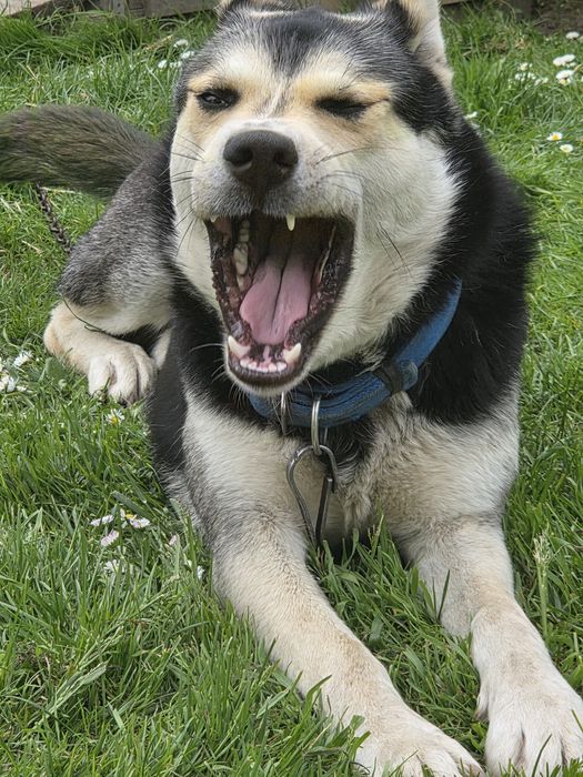 Mieszaniec husky szuka domu