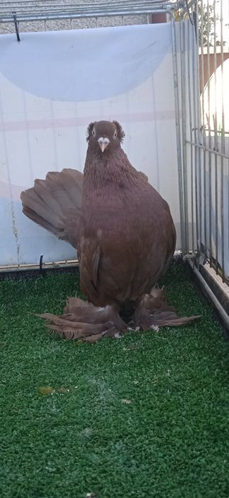 Gołębie ozdobne , rostowskie  , uralski samczyk z 24 r