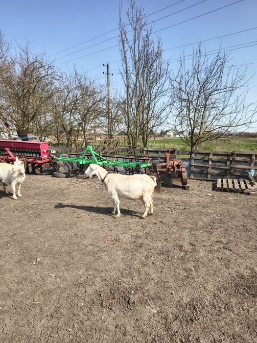 Продається  коза