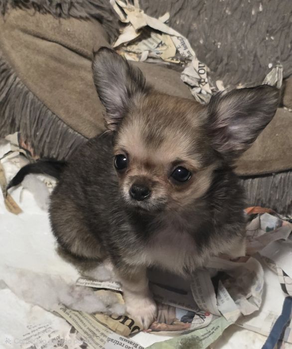 Maravilhosa!! Chihuahua  Fêmea Pêlo Comprido