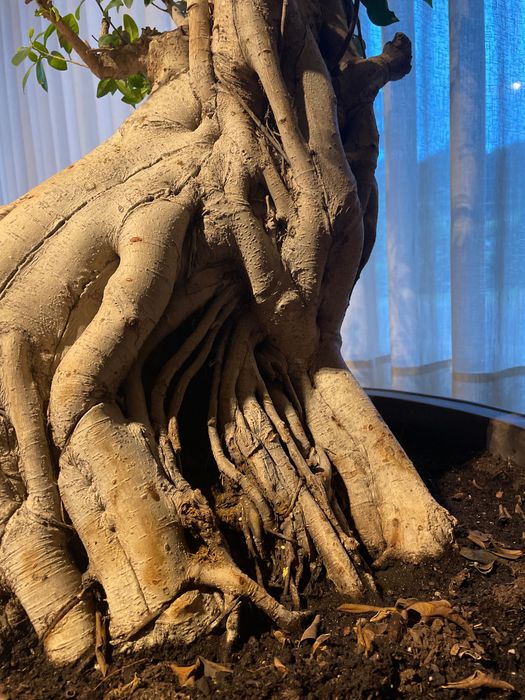 Bonsai Ficus Retusa Gigante +50anos