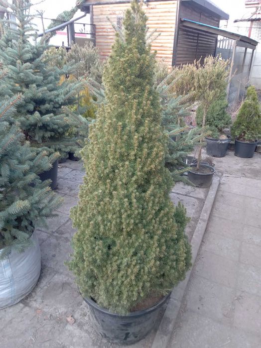 Велика Канадська ялинка 180 см. Коніка. Дешева ціна. Знижки