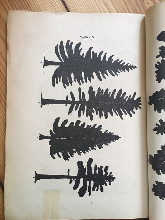 Estetyka lasu Karol Stieber 1929 leśnictwo