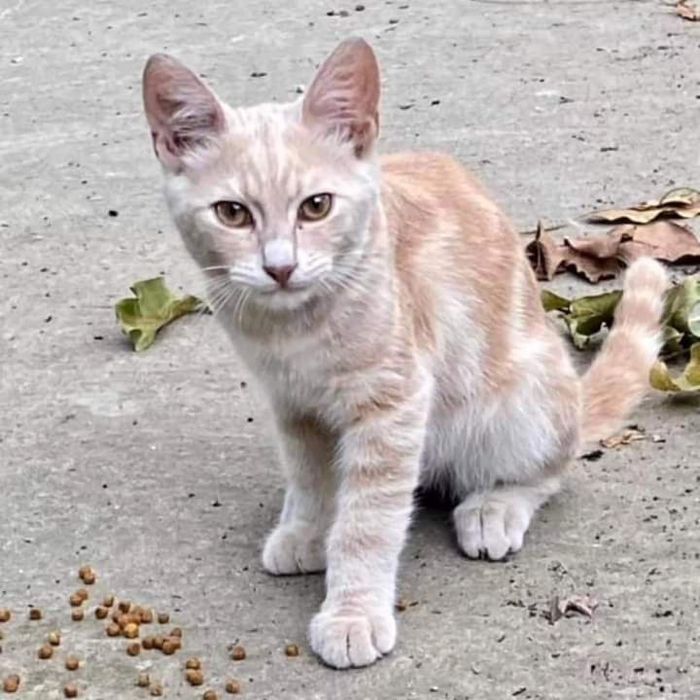 Терміново кошенята