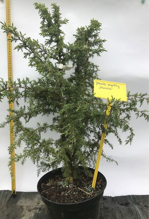 Jałowiec pospolity Hibernica