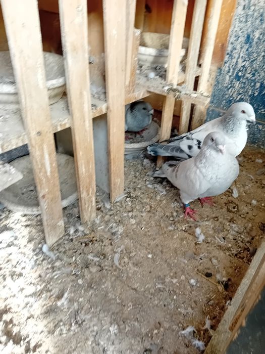Sprzedam gołębie   I koguty  szabo młode