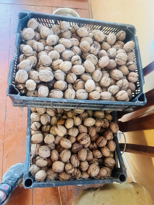Продам горіх грецький