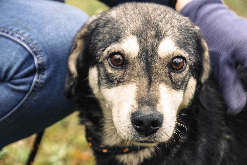 Amador - łagodny, niewielki pies