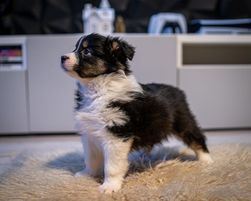 Owczarek Australijski Sunia gotowe do zminay Domu