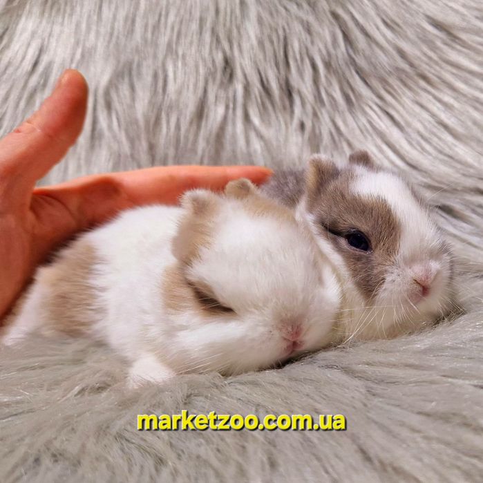 Пропозиція оптом та в роздріб!
Пропозиція оптом та в роздріб!

Пропози