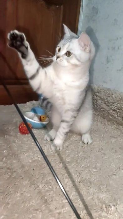 Мальчик страйт серебристая шиншилла.