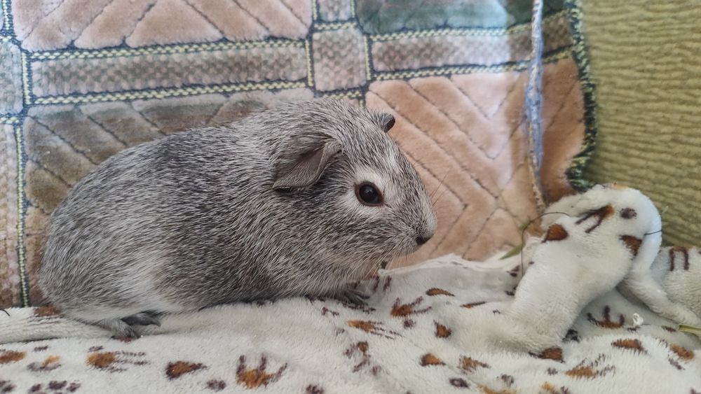 Дівчінка агути срібляста