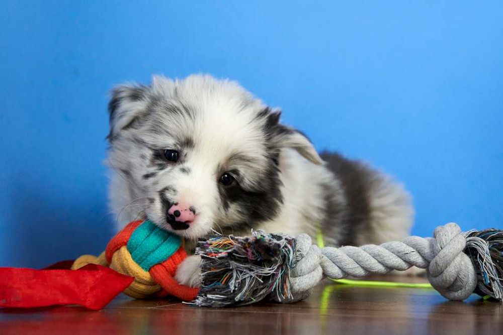 Śliczny piesek blue-merle Charlie!