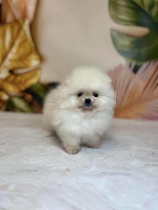 Міні дівчинка померанський шпіц