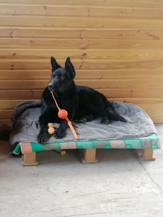 Вязка европейський німецький вівчар