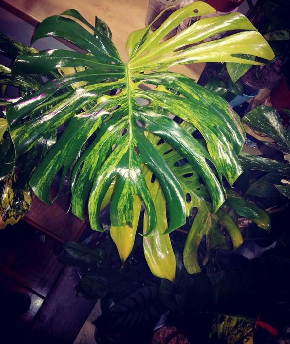 Monstera Marmorata Yellow Marylin Form Variegata Philodendron DUŻA RZADKOŚĆ!