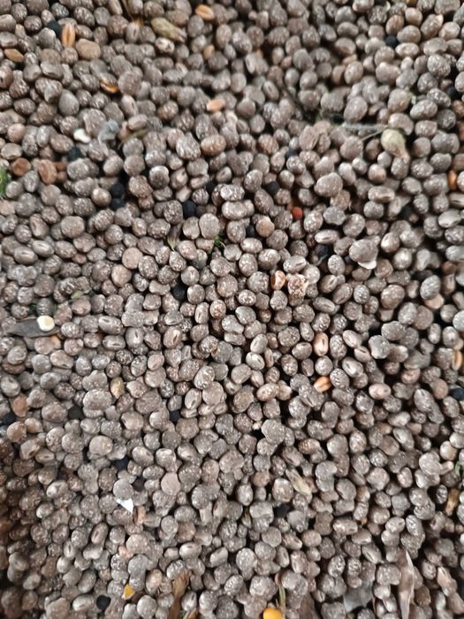 Łubin wąskolistny niebieski