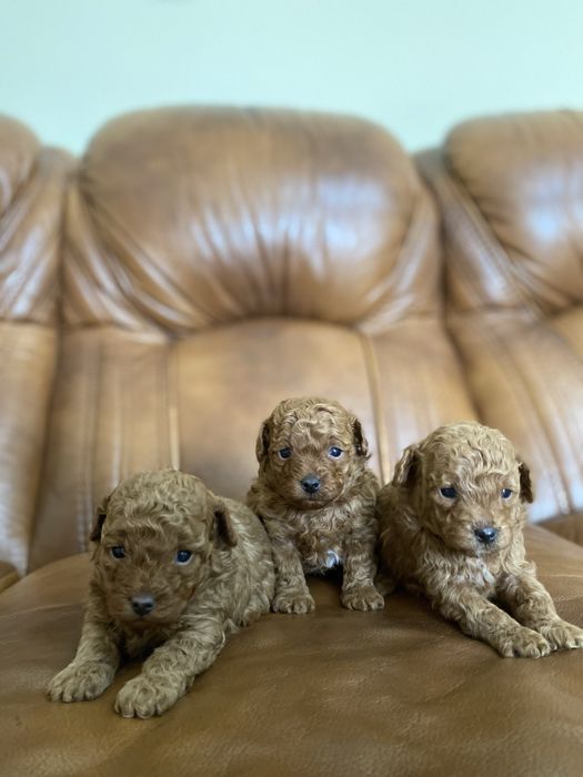 Продаються той-пудель  Івано-Франківськ