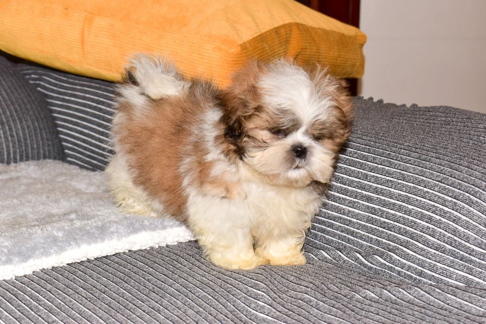 Shih-tzu Bicolor Macho