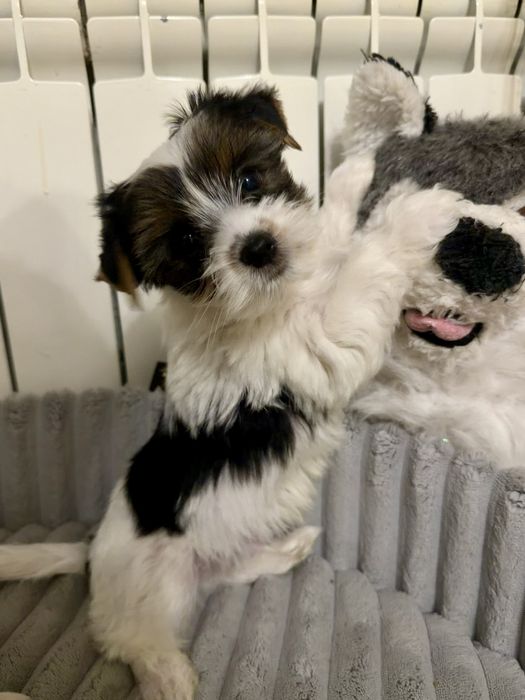 Yorkshire Terrier Tricolor