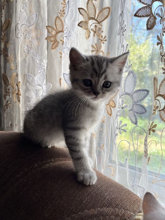 Шотландські кошенята
