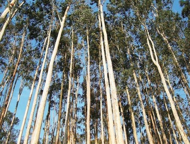 Eucaliptal, pinhal etc