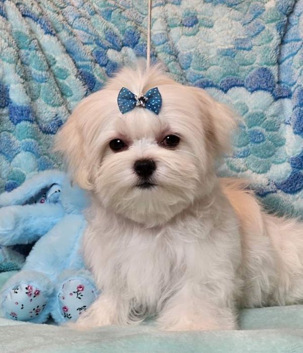 Maltańczyk śliczny piesek FCI.